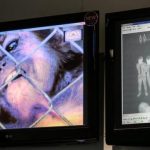 Cosa dicono i virologi del primo caso italiano di vaiolo delle scimmie